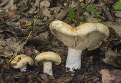 Lactarius acerrimus