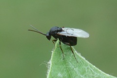 Aulacidea acroptilonica