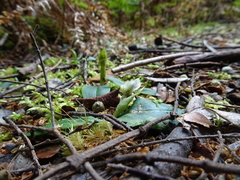 Chiloglottis cornuta