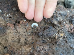 Spirula spirula