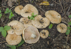 Lactarius acerrimus