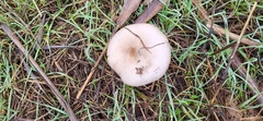 Volvopluteus gloiocephalus