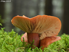 Lactarius aurantiacus