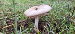 Volvopluteus gloiocephalus