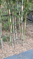 Bambusa vulgaris