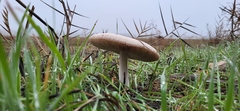 Volvopluteus gloiocephalus