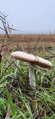 Volvopluteus gloiocephalus