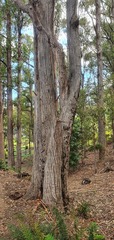 Eucalyptus obliqua