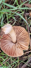 Volvopluteus gloiocephalus