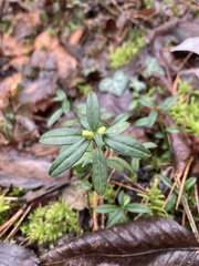 Polygaloides chamaebuxus