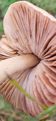 Volvopluteus gloiocephalus