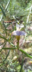 Psoralea