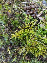 Brachythecium albicans