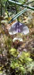 Psoralea