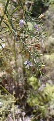 Psoralea