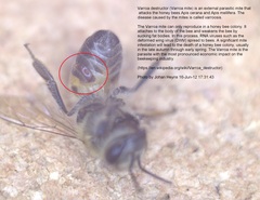 Varroa destructor