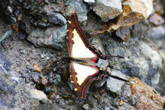 Neographium dioxippus