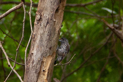 Picumnus albosquamatus