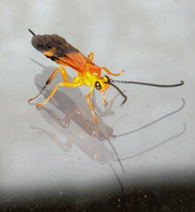 Archibracon servillei