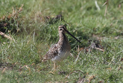 Gallinago nigripennis