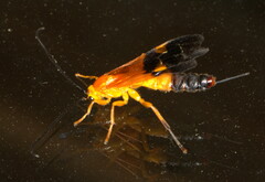 Archibracon servillei