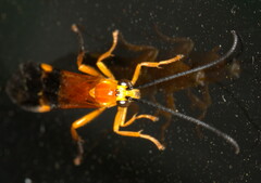 Archibracon servillei