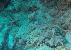 Cymbacephalus beauforti