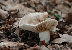 Lactarius circellatus