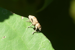 Atactogaster