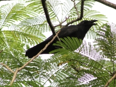 Corvus enca