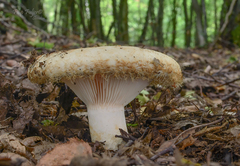 Lactarius citriolens