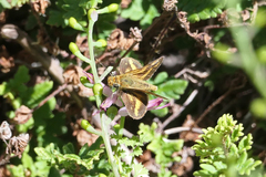 Taractrocera papyria
