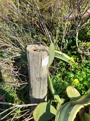 Podarcis siculus siculus