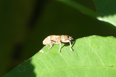 Atactogaster