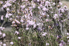 Kunzea parvifolia