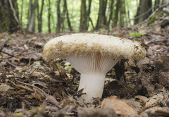 Lactarius citriolens