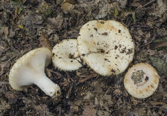 Lactarius citriolens