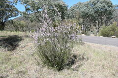 Kunzea parvifolia