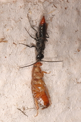 Dolichurus