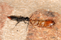 Dolichurus