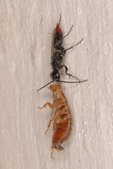 Dolichurus