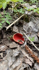 Sarcoscypha austriaca