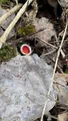 Sarcoscypha austriaca