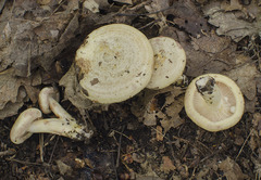 Lactarius flavidus