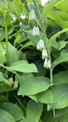 Polygonatum