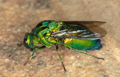 Stilbum cyanurum
