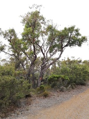 Eucalyptus staeri