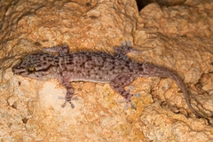 Tarentola boehmei