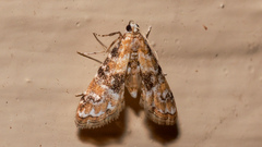 Parapoynx sinuosa