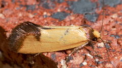 Olbonoma disticta